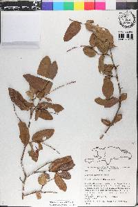 Coccoloba costata image