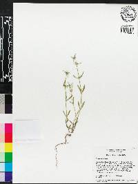 Hedyotis uniflora image