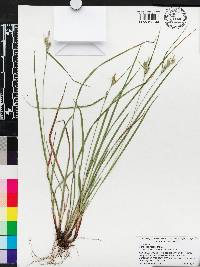 Carex dasycarpa image