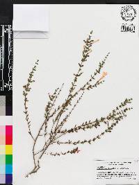 Calamintha coccinea image