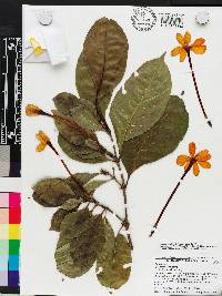 Gardenia mutabilis image