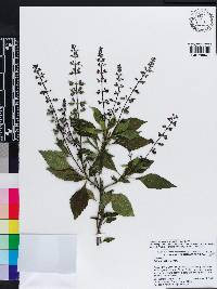 Ocimum carnosum image