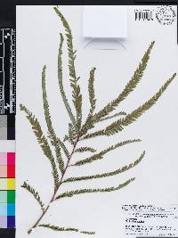 Phyllanthus emblica image