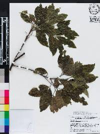 Exothea paniculata image