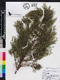 Juniperus barbadensis image