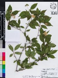 Cornus foemina image