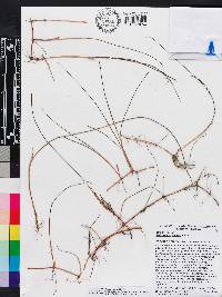 Syringodium filiforme image