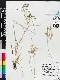 Cyperus surinamensis image