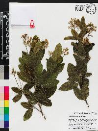 Exothea paniculata image