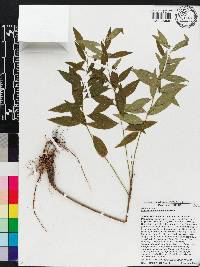 Amsonia tabernaemontana image