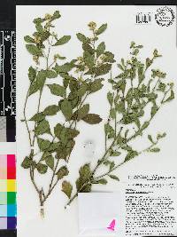 Baccharis glomeruliflora image