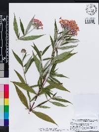 Rondeletia leucophylla image