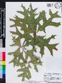 Quercus laevis image