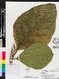 Tectona grandis image