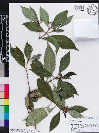 Psychotria nervosa image