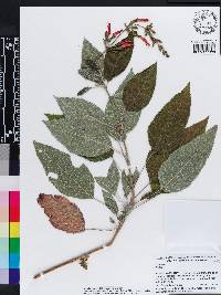 Salvia karwinskii image