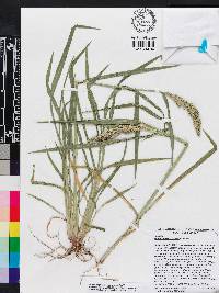 Echinochloa colona image