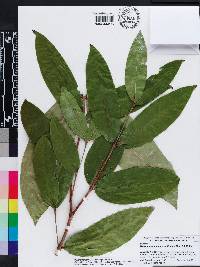 Syzygium samarangense image