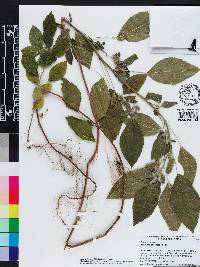 Acalypha arvensis image