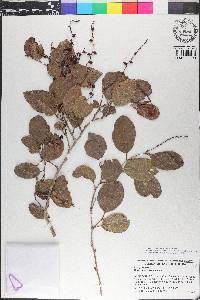 Coccoloba swartzii image