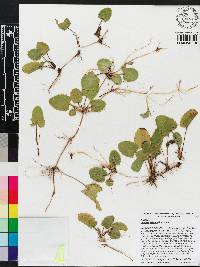 Centella asiatica image