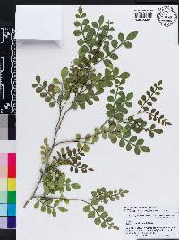 Zanthoxylum fagara image