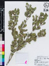 Monteverdia buxifolia image
