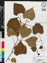 Vitis vulpina image