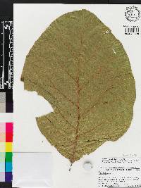 Tectona grandis image