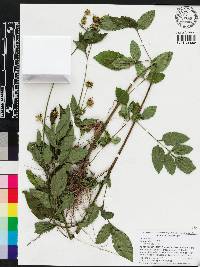 Bidens alba image