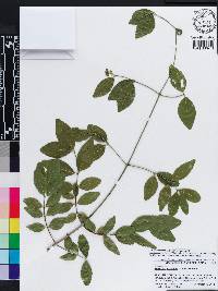 Reissantia parviflora image