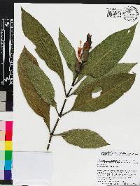 Sanchezia oblonga image