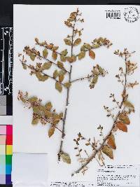 Quercus myrtifolia image