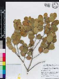 Maytenus elliptica image