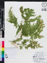 Selaginella willdenowii image