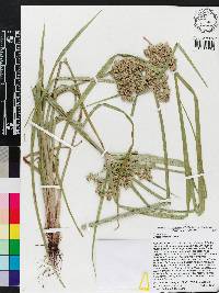 Cyperus virens image