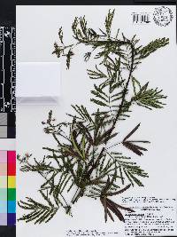 Desmanthus leptophyllus image