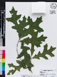 Quercus lyrata image