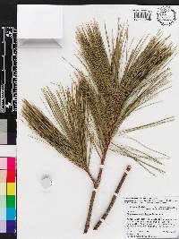 Pinus wallichiana image