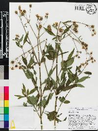 Bidens alba image