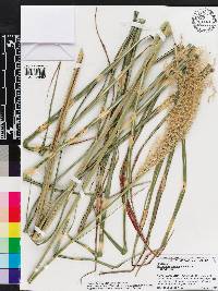 Miscanthus sinensis image