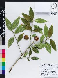 Citrus x aurantiifolia image