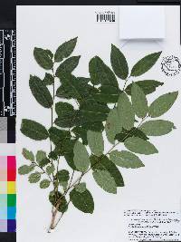 Phyllanthus juglandifolius image