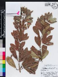 Thouinia discolor image