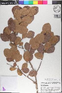 Coccoloba tenuifolia image
