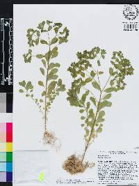 Euphorbia peplus image