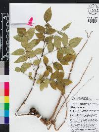 Zanthoxylum clava-herculis image