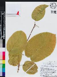 Sterculia ceramica image