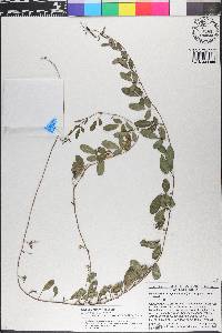 Galactia minor image
