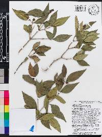 Miconia glabrifolia image